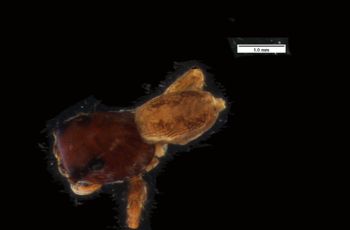 Media type: image; Invertebrate Zoology 20589